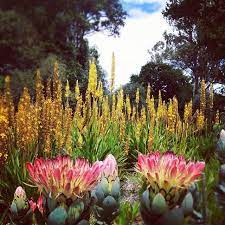 Our Protea Walk Is On Fire Spiermemories South African Holidays South African Flowers Trees To Plant