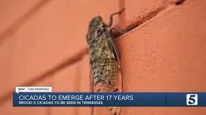 Pasttenses is best for checking german translation of english terms. Newschannel 5 Nashville Cicadas Are On Their Way To Take Over Facebook