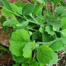 Image result for Emilia discifolia