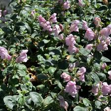 Image result for Antirrhinum
