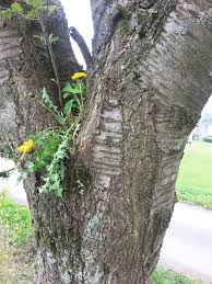 Image result for Rhipidoglossum pusillum