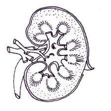 You are free to share or adapt it for any purpose, even commercially under the following terms: Excretory System Worksheet Wikieducator
