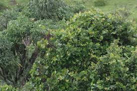 Image result for Rhoicissus tomentosa