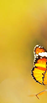 Are you searching for yellow butterfly png images or vector? Create Meme Orange Butterfly Butterfly Yellow Butterfly Wallpaper On Your Smartphone Pictures Meme Arsenal Com