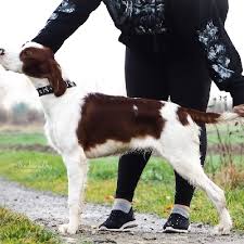 Image result for irský červenobílý setr