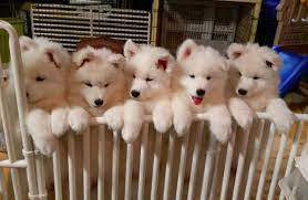 Good Breeder Buckroe Samoyeds Samoyed Samoyed Puppy Samoyed Dogs