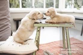 We have 4 dachshund puppies being raised in our home with their dachshund parents. Photo Detail 0072034144 Fotobanka Profimedia Perros Mascotas Animales Y Mascotas