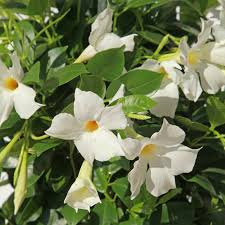 Image result for dipladenie amonea