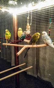 What Cage Should I Buy For My Parakeet In 2020 Parakeet Homemade Bird Toys Parakeet Cage