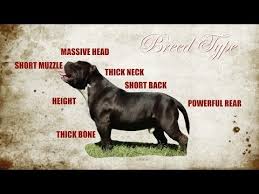 How Much Does An American Bully Cost Bully King Magazine