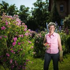 Adresse, telefon, fax, öffnungszeiten, kundenbewertungen. Die Schonheit Der Rosen Wiesbaden