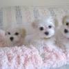 Havanese puppies for sale at stores in hicksville new york & lynbrook ny on long island. 1