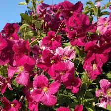 Image result for Clematis dolichopoda