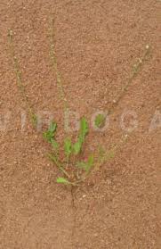 Image result for Oxygonum