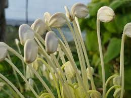 Image result for Clerodendrum incisum