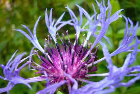 Perennial purple flowers will add wonderful shades of lilac, purple, blue and lavender to your garden. 14 Of The Easiest Perennials To Grow And Care For This Spring