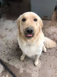 Golden retriever digging tunnels