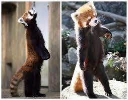 Standing Red Panda Google Search
