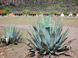 Résultat de recherche d'images pour "aloe vera histoire"