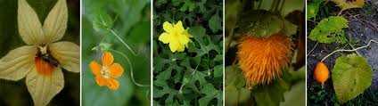 Image result for Eureiandra sp. A