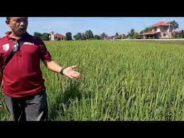 Gejala tanaman padi yang sakit yaitu gejala kerdil yang nyata, jumlah anakan lebih banyak, daun pendek, helai daun menyempit, tampak seperti rumput. Eco Farming Malaysia Testimoni Beza Hasil Tanaman Padi Di Bendang Morak Kelantan Youtube