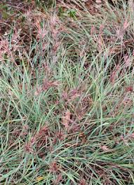 Image result for Themeda triandra