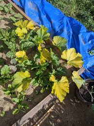 Why are some of my zucchini turning yellow. Why Is My Zucchini Turning Yellow Albertagardening