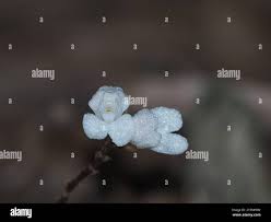 Image result for Didymoplexis