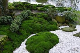 Moos Moose In Japanischen Garten Als Wichtigste Bodendecker Japanese Garden Japanese Garden Design Garden Covers