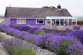 Cottage gardens traditionally have plant beds by the house packed tight with plants. Lavender Garden Lavender Garden Design