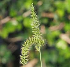 Image result for Setaria lindenbergiana