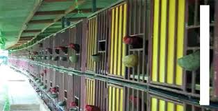 Umumnya, dengan ukuran kandang postal standar sebaiknya digunakan bohlam 5 watt saja. Gudang Burung Berkicau Ukuran Kandang Ternak Ayam Bangkok