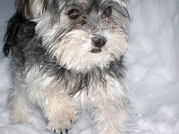 Silver Golden Retriever Mix Yorkie Yorkie Lab Mix