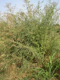 Image result for Lawsonia inermis