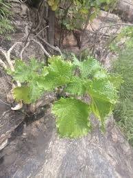 Image result for Obetia tenax