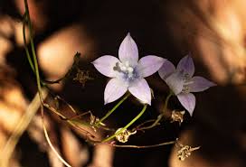 Image result for Wahlenbergia undulata