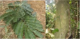 Image result for Albizia adianthifolia × gummifera