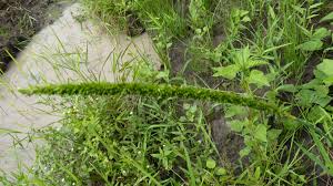 Image result for Sacciolepis africana