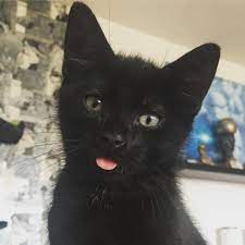bombay cat bombay cat cat selfie cats