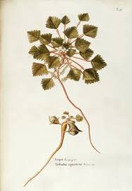 Image result for Trapaceae