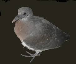 Wood Pigeons Pigeon And Dove Rescue Uk
