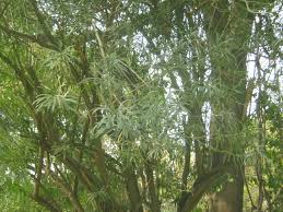 Image result for Salvadora