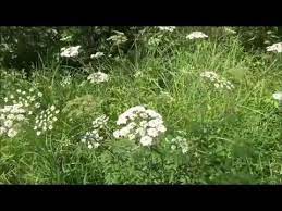Wild Carrot Queen Ann S Lace Vs Water Hemlock Water Hemlock Wild Plants Book Of Shadow