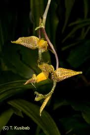 Image result for Solenangis conica