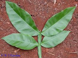 Image result for Melicoccus