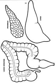 Aparato Digestivo Pancreas Human Body Systems Body Systems Human Body Unit
