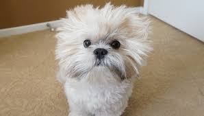 The puppy cut is one of the lowest maintenance haircuts there is for a shih tzu. Shih Tzu Haircut For Male Novocom Top