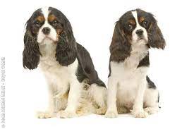 Cavalier King Charles Spaniel Cavalier King Charles Dog King Charles Cavalier Spaniel Puppy King Charles Dog