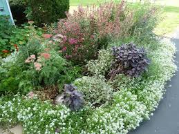 Rembourrage Dans Le Jardin Le Couvre Sol Offre De Nombreuses Options De Design Couvre Design Jardin Nombreuses Offre Bodendecker Polsterstauden Garten