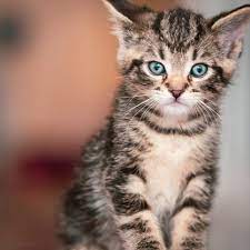 Both parents are available to view. Opinion Nothing Cute About The Life Of An Urban Feral Kitten Toronto Com